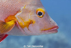 Lips.  Safety stop close up. by Tim Dimacchia 
